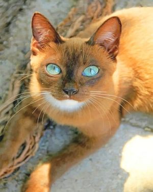 Cat With Blue Eyes Paint By Numbers