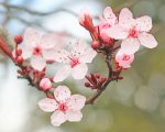Cherry Blossoms Paint By Numbers