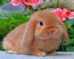 Holland Lop Paint By Numbers