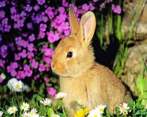 Cute Rabbit Paint By Numbers