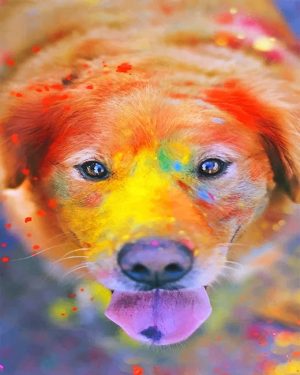 Colorful Dog Paint By Numbers