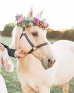 white horse paint by numbers