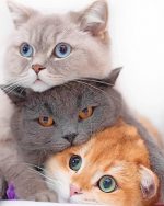 Stacked Cats Paint By Numbers