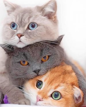 Stacked Cats Paint By Numbers