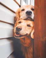 Labrador Puppies Paint By Numbers