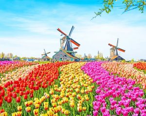 Netherlands Tulips Field Paint By Numbers