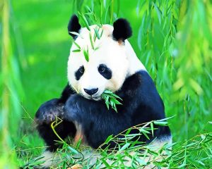 Giant Panda Paint By Numbers