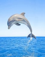 Jumping Dolphin Paint By Numbers
