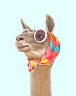 Stylish Llama Paint By Numbers