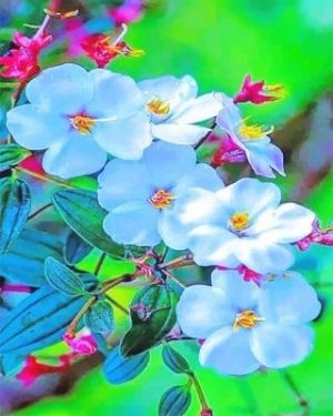 White Orchids Paint By Numbers