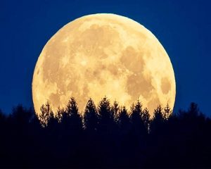 Moonlight Trees Paint By Numbers