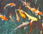 Koi Fish In Water Paint By Numbers