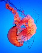 Chrysaora Achlyos Jellyfish Paint By Numbers