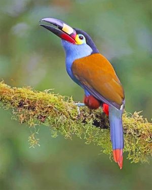 Plate Billed Mountain Toucan Paint By Numbers