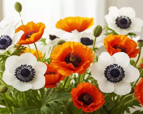 Poppies Anemone flowers