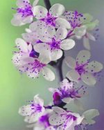 White Purple Orchid Paint By Numbers