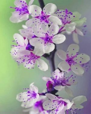White Purple Orchid Paint By Numbers