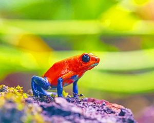 Strawberry Poison Frog Paint By Numbers