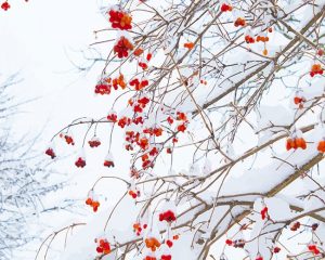 Snow Winterberry Tree Paint By Numbers