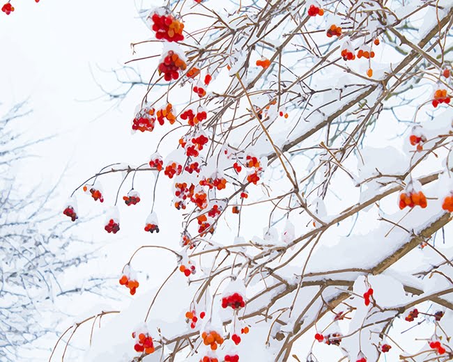 Snow Winterberry Tree Paint By Numbers