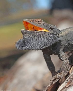 Black Bearded Dragon Paint By Numbers