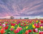 Spring Tulips Field Paint By Numbers