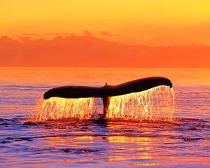 Sunset Whale Fluke Paint By Numbers