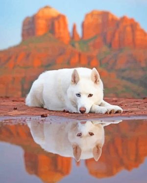 White German Shepherd Paint By Numbers