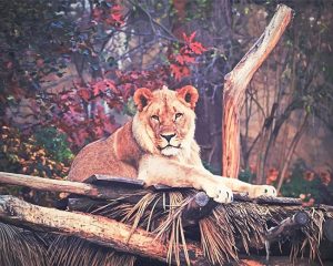 Wildlife Lioness Paint By Numbers