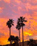 Sunset Palm Trees Paint By Numbers