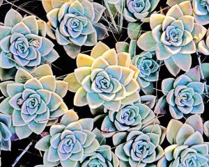 Succulents Plants Paint By Numbers