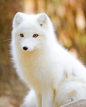 Arctic Fox Paint By Numbers