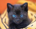 Baby Black Cat Paint By Numbers
