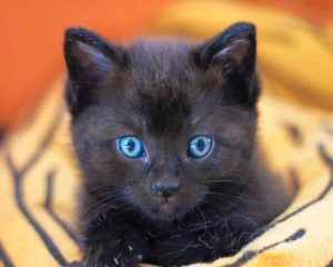 Baby Black Cat Paint By Numbers