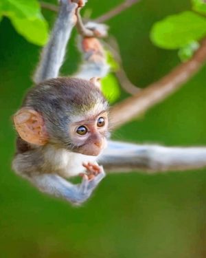 Baby Monkey Paint By Numbers
