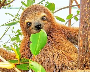 Baby Sloth Paint By Numbers