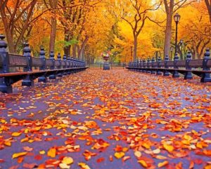 Beautiful Autumn Leaves NEW Paint By Numbers