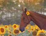 Brown Horse And Sunflower Paint By Numbers