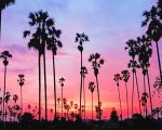 Sunset Palms Paint By Numbers
