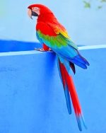 Parrot Bird Paint By Numbers