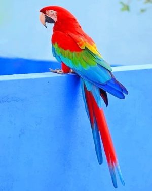 Parrot Bird Paint By Numbers