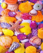 Sea Shell Paint By Numbers