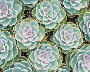 Succulents Plants Paint By Numbers