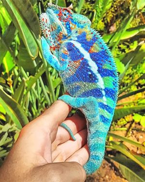 Blue Chameleon Paint By Numbers