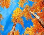 Autumn Birch Trees Paint By Numbers