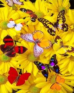 Butterflies On Yellow Flowers Paint By Numbers