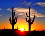 Sunset Cactus Silhouette Paint By Numbers
