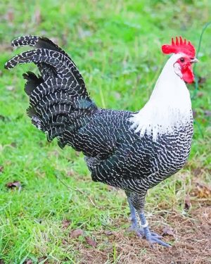 Braekel Chicken Paint By Numbers
