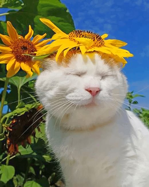 Cat With Sunflower Paint By Numbers