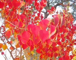 Red Chinese Tallow Leaves Paint By Numbers